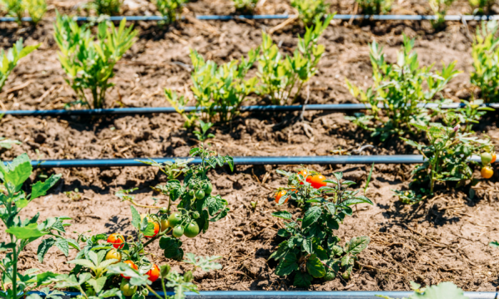 ung-dung-ong-ldpe-trong-tuoi-tieu-nong-nghiep