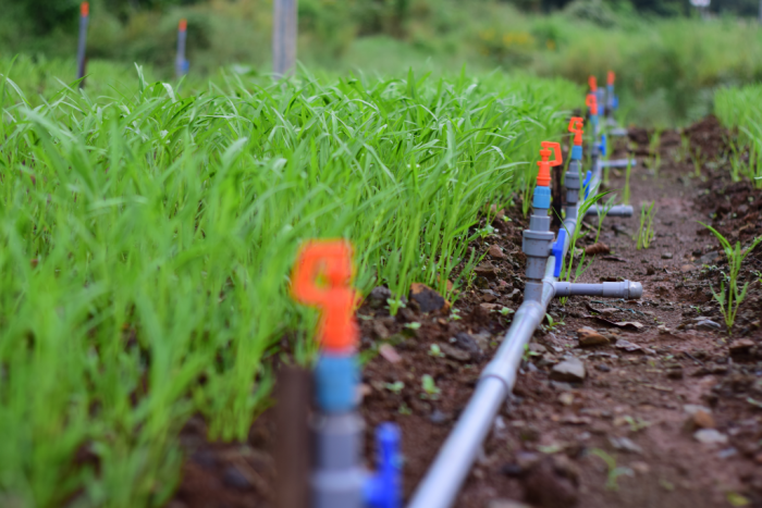 Hoa-Sen-Plastic-provides-PVC-U-plastic-pipes-for-irrigation-in-a-series-of-clean-vegetable-gardens-in-Lam-Dong