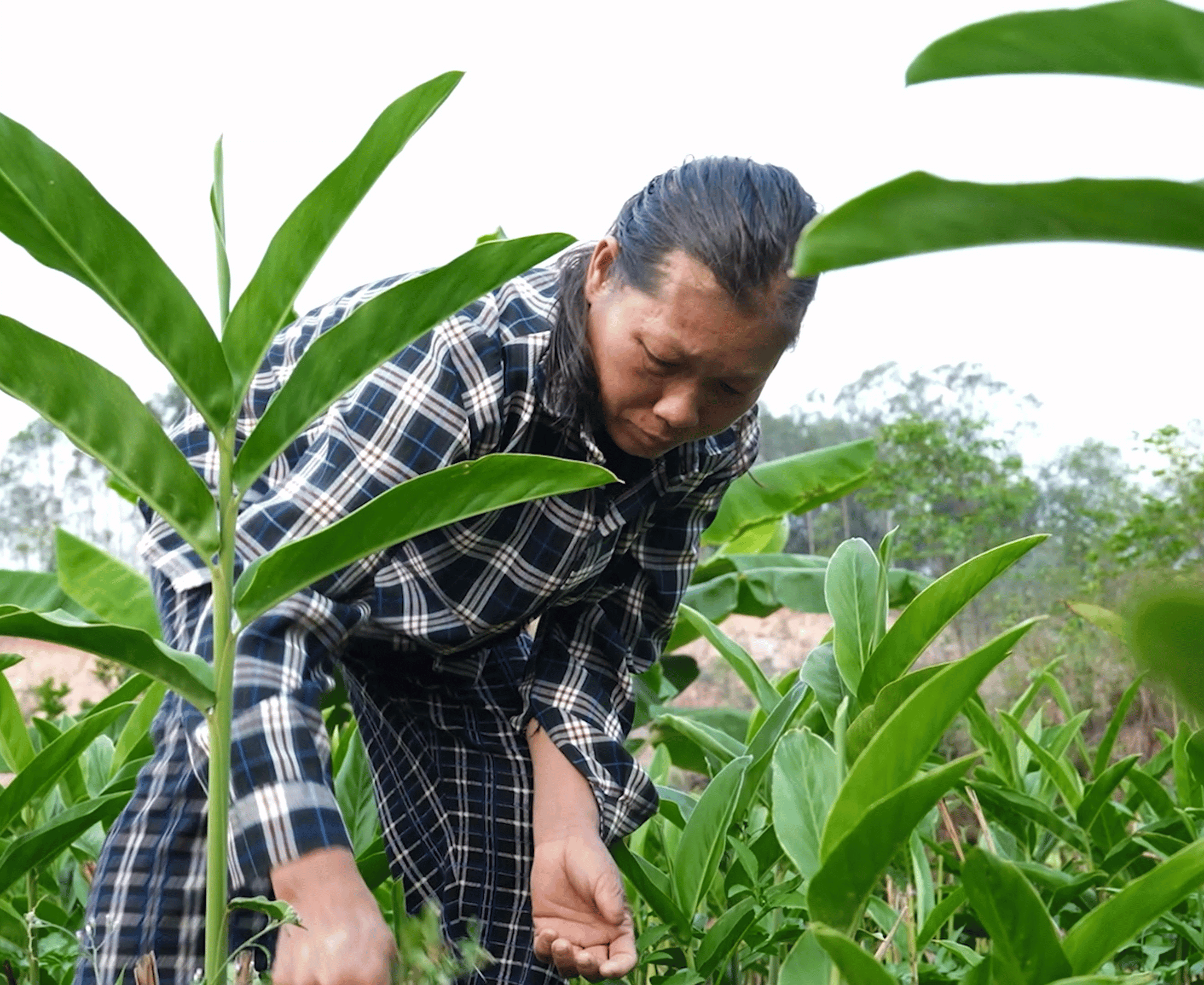 Mang trong mình căn bệnh thận giai đoạn cuối, nhưng chị Luyến vẫn gắng gượng làm thuê, làm ruộng để nuôi hai con thơ.