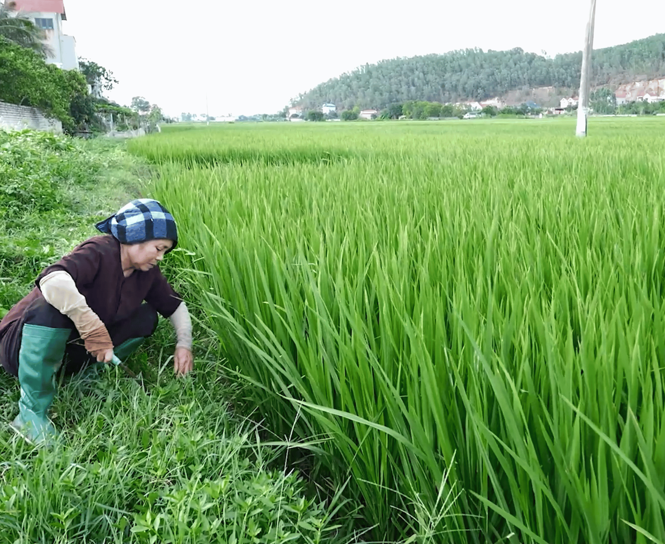 Không ước mơ cho riêng mình, bà nội em Gia Huy chỉ mong các cháu lớn khôn trước khi bà không còn nữa.