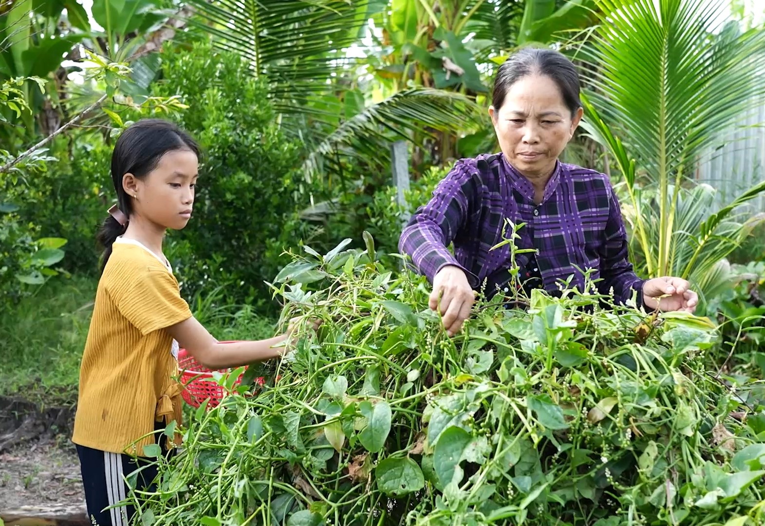 Dáng người nhỏ nhắn, gầy yếu của Mỹ Châu luôn cố gắng đỡ đần ông bà những công việc trong nhà.