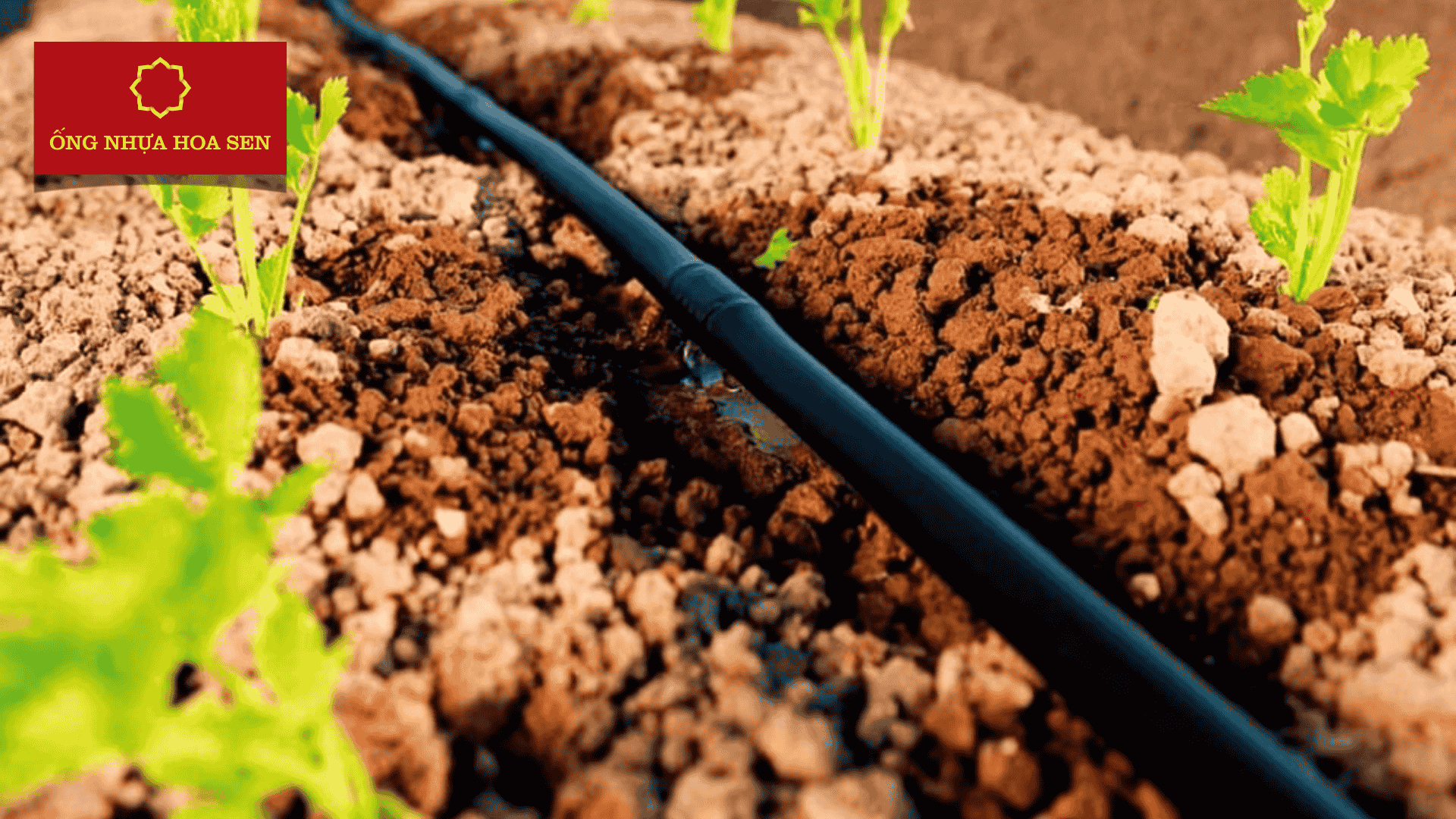 Đường ống tưới lắp đặt đúng kỹ thuật giúp nước ra ổn định