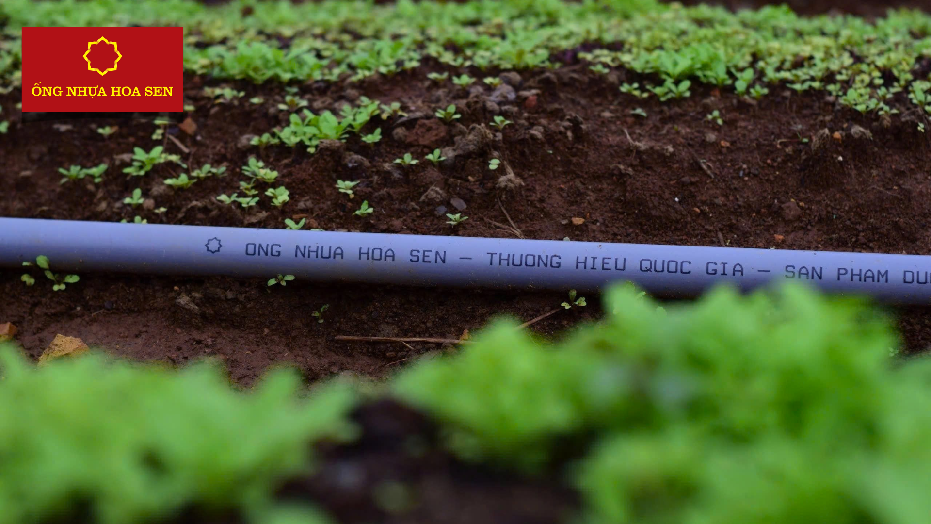 Lắp đặt hệ thống tưới từ ống nhựa Hoa Sen
