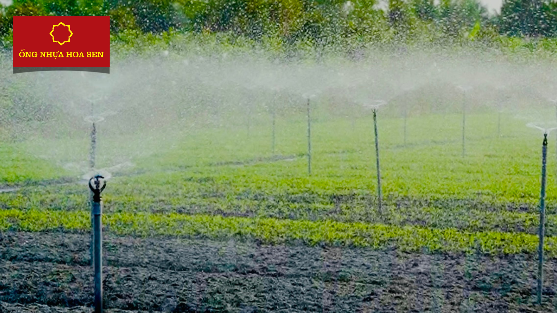 Ống nhựa tưới tiêu Hoa Sen tại Sóc Trăng